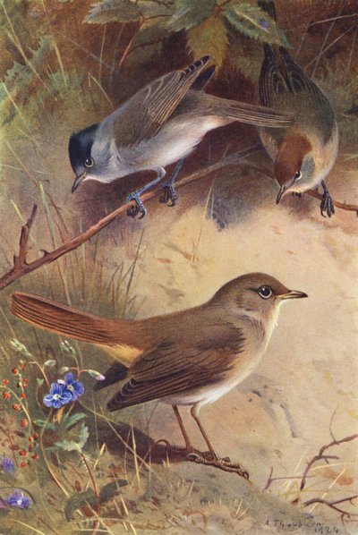 Capinera (maschio e femmina), Usignolo da Archibald Thorburn
