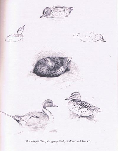 Alzavole aliate blu, garganey, alzavole, germani reali e codoni da Archibald Thorburn