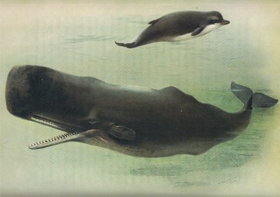 Balena dal becco e capodoglio, da Mammiferi di Thorburn pubblicato da Longmans and Co, c. 1920 da Archibald Thorburn