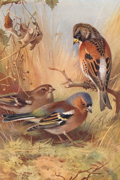 Fringuello alpino, Fringuello (maschio e femmina) da Archibald Thorburn