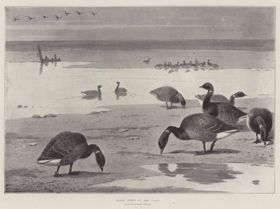 Oche bernacla sulla costa da Archibald Thorburn