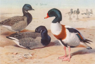 Oca di Brent, Anatra comune da Archibald Thorburn