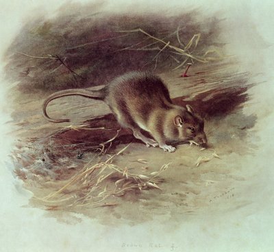 Ratto marrone (Rattus norvegicus) 1918 da Archibald Thorburn