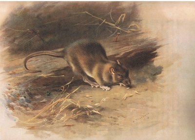 Ratto marrone, da Mammiferi di Thorburn pubblicato da Longmans and Co, c. 1920 da Archibald Thorburn