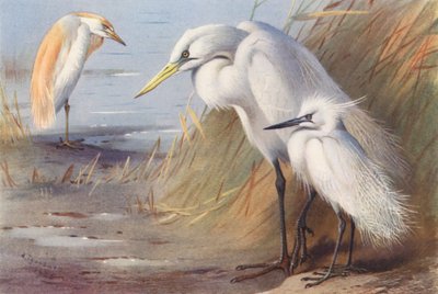 Airone dorso-buffo, Grande airone bianco, Garzetta da Archibald Thorburn