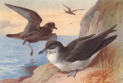 Petrello di Bulwer, Berta minore (litografia a colori) da Archibald Thorburn