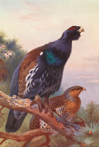 Gallo cedrone (maschio e femmina) da Archibald Thorburn