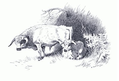 Bovini, da Mammiferi di Thorburn pubblicato da Longmans and Co, c. 1920 da Archibald Thorburn