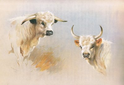 Toro di Chartley e Toro di Chillingham, da Mammals di Thorburn pubblicato da Longmans and Co, c. 1920 da Archibald Thorburn