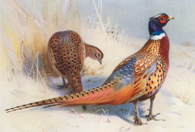 Fagiano dal Collo Anellato Cinese (maschio e femmina) da Archibald Thorburn