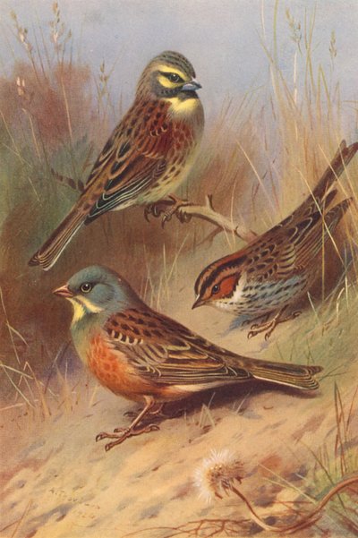 Zigolo nero, Zigolo minore, Ortolano da Archibald Thorburn