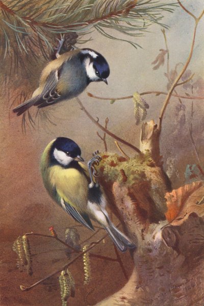 Cincia Mora, Cincia Maggiore da Archibald Thorburn