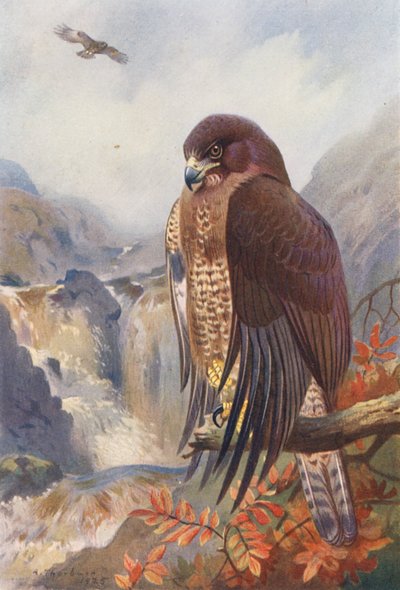 Poiana Comune da Archibald Thorburn