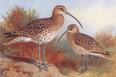 Chiurlo maggiore, Chiurlo piccolo da Archibald Thorburn