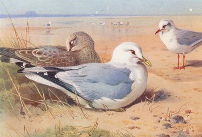 Gabbiano Comune (adulto e giovane), Gabbiano Testa Nera (inverno) da Archibald Thorburn