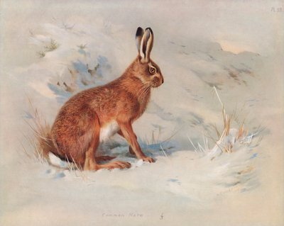 Lepre comune da Archibald Thorburn