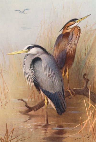Airone Comune, Airone Rosso da Archibald Thorburn