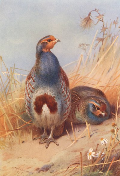 Starna (maschio e femmina) da Archibald Thorburn