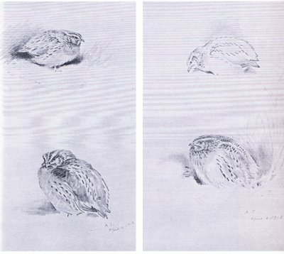 Pernice comune e quaglia, pub. da Book Club Associates da Archibald Thorburn