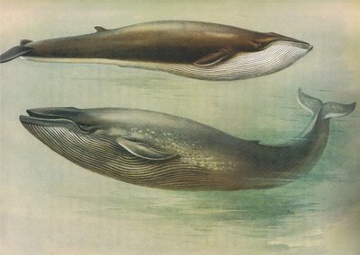 Balena comune, balena azzurra, da Mammiferi di Thorburn pubblicato da Longmans and Co, c. 1920 da Archibald Thorburn