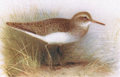 Piro piro piccolo, da Uccelli delle isole britanniche e le loro uova pubblicato da Frederick Warne & Co Ltd, 1958 da Archibald Thorburn