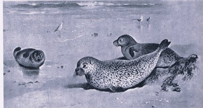 Foca comune, Nature in Britain pubblicato da Collins da Archibald Thorburn