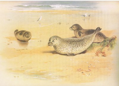 Foca comune, da Mammiferi di Thorburn pubblicato da Longmans and Co, c. 1920 da Archibald Thorburn