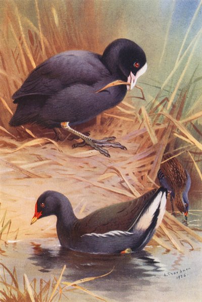 Folaga, Gallinella d