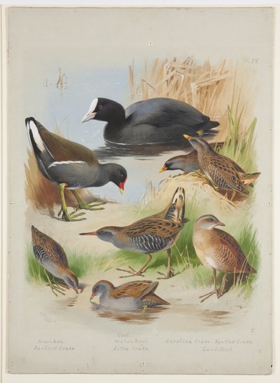 Folaga, gallinella d