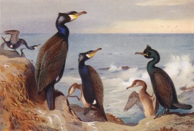 Cormorano (adulto e giovane), Marangone minore (adulto e giovane) da Archibald Thorburn