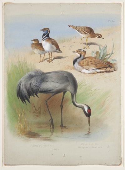 Gru, occhione e otarde, c.1915 (acquerello e gouache su matita su carta) da Archibald Thorburn