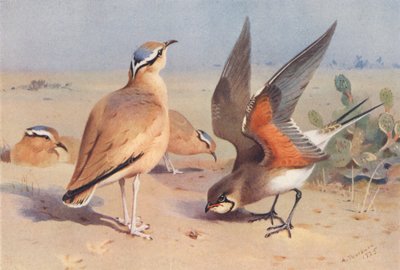 Corridore biondo, Pernice di mare da Archibald Thorburn