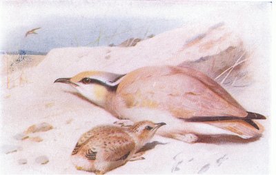 Corridore del deserto, da Uccelli delle isole britanniche e le loro uova pubblicato da Frederick Warne & Co Ltd, 1958 da Archibald Thorburn