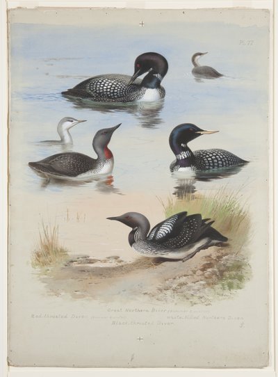Subacquei, c.1915 da Archibald Thorburn