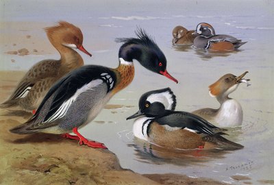 Anatre presso un Lago da Archibald Thorburn