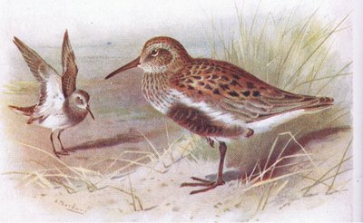 Piovanello pancianera (estate e inverno), da Uccelli delle isole britanniche e le loro uova pubblicato da Frederick Warne & Co Ltd, 1958 da Archibald Thorburn