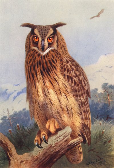 Gufo reale da Archibald Thorburn