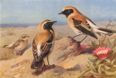 Culbianco orientale (femmina), Culbianco dalla gola nera, Culbianco del deserto da Archibald Thorburn