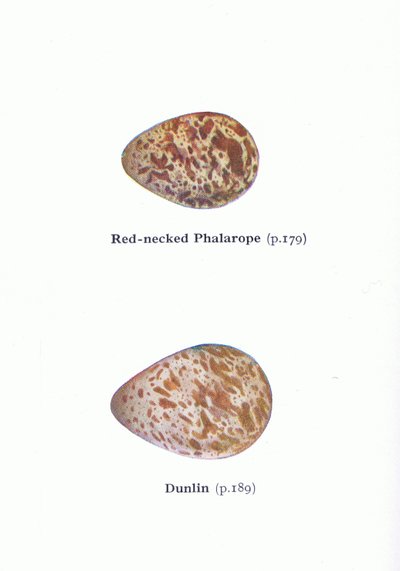 Uova: Falaropo beccorosso e Piovanello pancianera, da Uccelli delle isole britanniche e le loro uova pubblicato da Frederick Warne & Co Ltd, 1958 da Archibald Thorburn