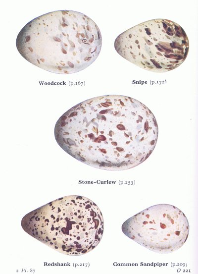 Uova: Beccaccia; Beccaccino, Occhione, Pettegola, Piro piro comune, da Uccelli delle isole britanniche e le loro uova pubblicato da Frederick Warne & Co Ltd, 1958 da Archibald Thorburn