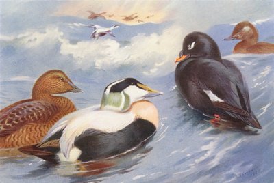 Edredone (maschio e femmina), Orchetto marino (maschio e femmina) da Archibald Thorburn