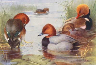 Moriglione ferruginoso (maschio e femmina), Moriglione comune (maschio e femmina), Moriglione crestato rosso da Archibald Thorburn