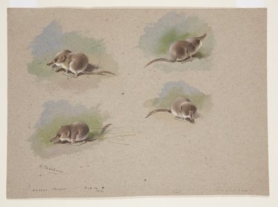 Quattro vignette di toporagno minore, c.1915 da Archibald Thorburn