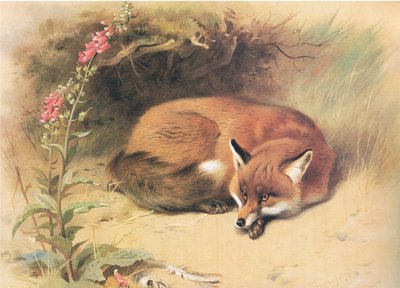 Volpe con digitali, da Mammiferi di Thorburn pubblicato da Longmans and Co, c. 1920 da Archibald Thorburn