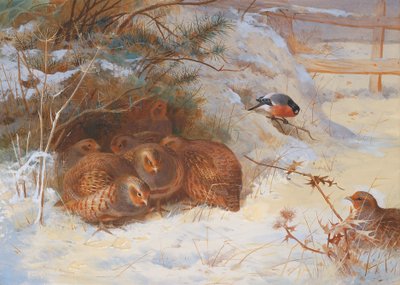 Mattina Gelida, Fagiano in Inverno da Archibald Thorburn