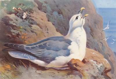 Fulmar da Archibald Thorburn