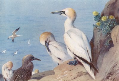 Sula (adulto e immaturo) da Archibald Thorburn
