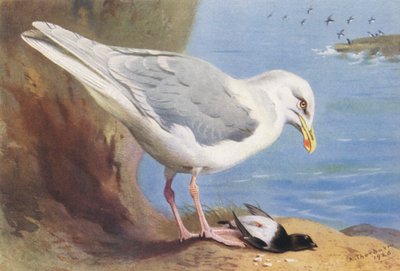 Gabbiano glauco, Uria (estate) da Archibald Thorburn