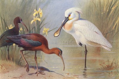 Ibis lucido (adulto e giovane), Spatola da Archibald Thorburn