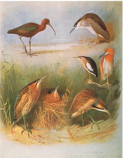 Ibis lucente, tarabuso comune, nitticora, tarabusino, sgarza ciuffetto, tarabuso americano, pub. da Book Club Associates, 1972 da Archibald Thorburn